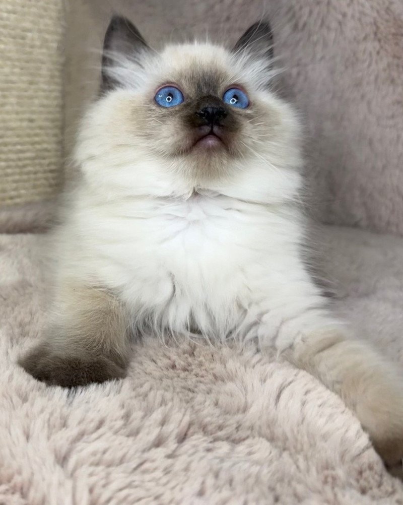 Mâle Seal Point Very Chic Ragdoll Mâle Ragdoll