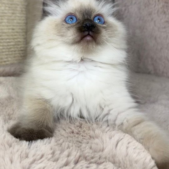 Mâle Seal Point Very Chic Ragdoll Mâle Ragdoll