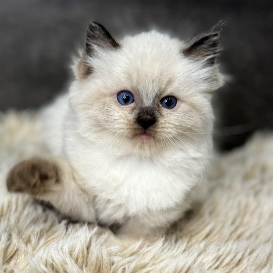 chaton Ragdoll seal point Chatterie Very Chic Ragdoll