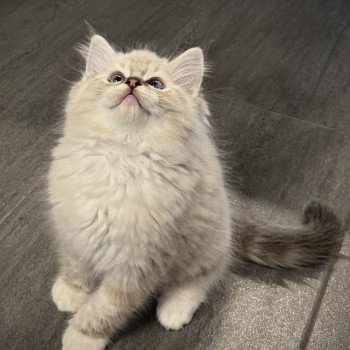 chaton Ragdoll seal tabby point mitted Adès Very Chic Ragdoll Chatterie Very Chic Ragdoll chaton Ragdoll seal tabby point mitted Adès Very Chic Ragdoll Chatterie Very Chic Ragdoll