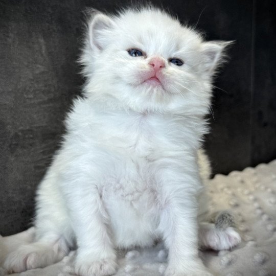 chaton Ragdoll blue tabby bicolor Chatterie Very Chic Ragdoll