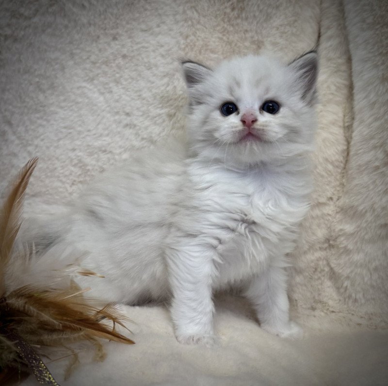Ayem Very Chic Ragdoll Very Chic Ragdoll Femelle Ragdoll
