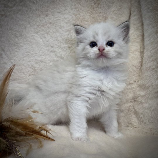 Ayem Very Chic Ragdoll Very Chic Ragdoll Femelle Ragdoll