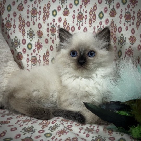 chaton Ragdoll seal point AlaÏa Very Chic Ragdoll Chatterie Very Chic Ragdoll
