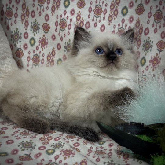 chaton Ragdoll seal point AlaÏa Very Chic Ragdoll Chatterie Very Chic Ragdoll