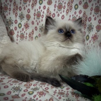 chaton Ragdoll seal point AlaÏa Very Chic Ragdoll Chatterie Very Chic Ragdoll chaton Ragdoll seal point AlaÏa Very Chic Ragdoll Chatterie Very Chic Ragdoll