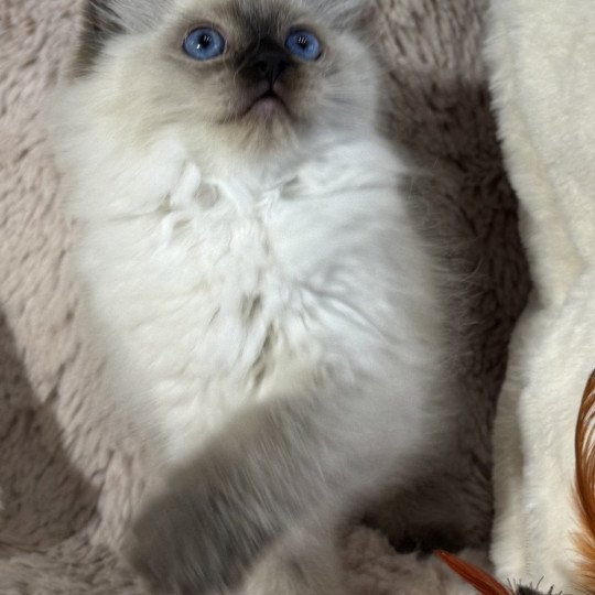 chaton Ragdoll seal point AlaÏa Very Chic Ragdoll Chatterie Very Chic Ragdoll