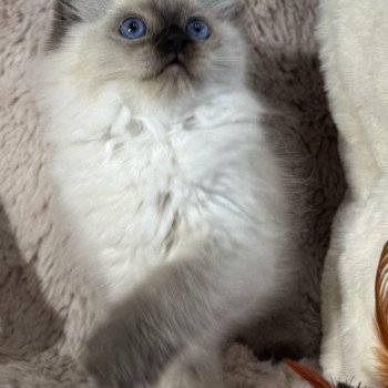 chaton Ragdoll seal point AlaÏa Very Chic Ragdoll Chatterie Very Chic Ragdoll chaton Ragdoll seal point AlaÏa Very Chic Ragdoll Chatterie Very Chic Ragdoll