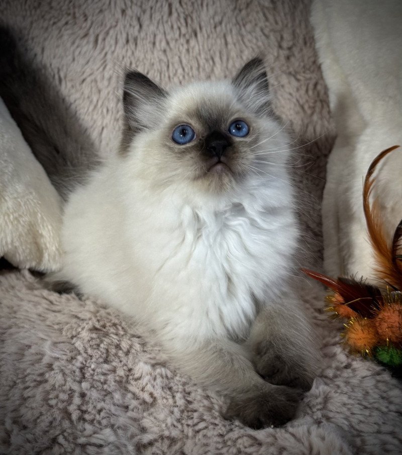 AlaÏa Very Chic Ragdoll Very Chic Ragdoll Femelle Ragdoll