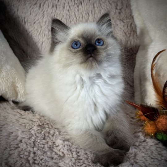 AlaÏa Very Chic Ragdoll Very Chic Ragdoll Femelle Ragdoll
