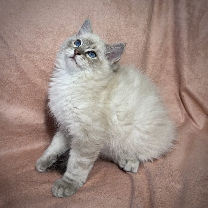 2e chaton (Portée CH. Euphoria Bromelia*PL ❤ CH. Drago Slodziaki*PL 2025) - Mâle seal point Mâle Ragdoll