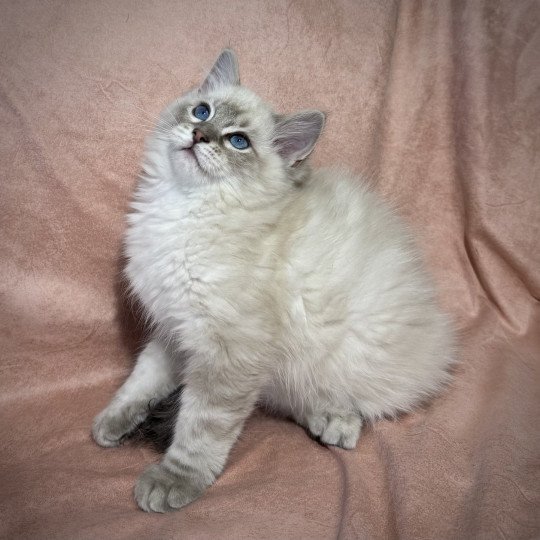 chaton Ragdoll seal point Chatterie Very Chic Ragdoll