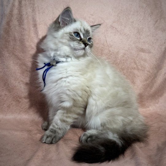 chaton Ragdoll seal point Chatterie Very Chic Ragdoll