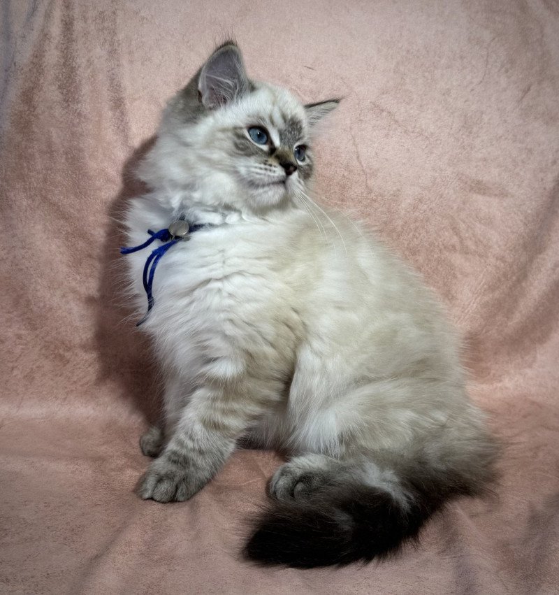 3e chaton (Portée CH. Euphoria Bromelia*PL ❤ CH. Drago Slodziaki*PL 2025) - Mâle seal point Mâle Ragdoll