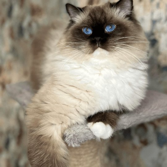 Drago Slodziaki*PL Mâle Ragdoll