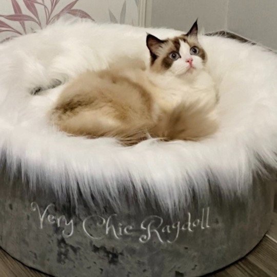 Very Chic Ragdoll Romy Femelle Ragdoll