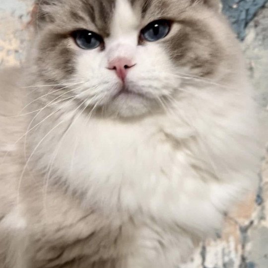 Solo Very Chic Ragdoll Very Chic Ragdoll Mâle Ragdoll