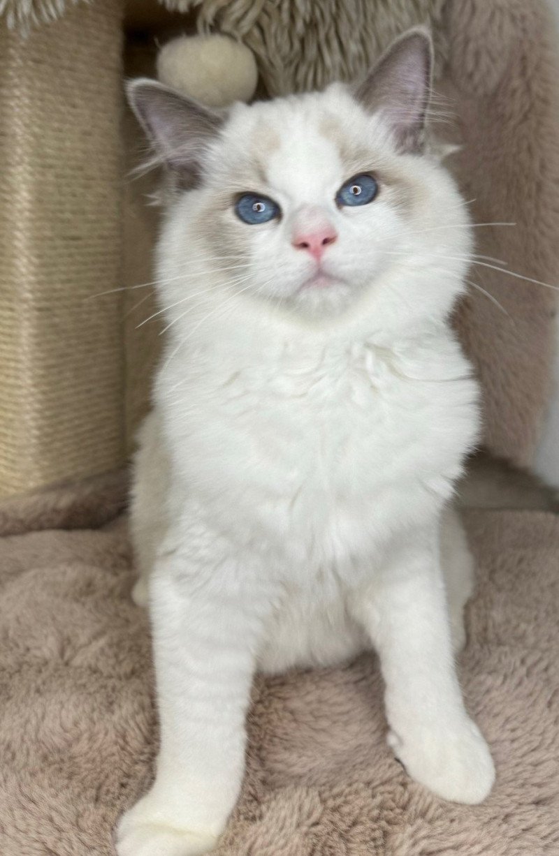 WVXYZ Very Chic Ragdoll Mâle Ragdoll