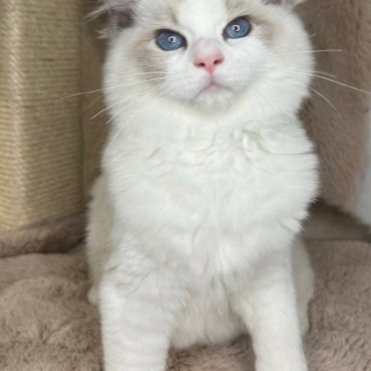 WVXYZ Very Chic Ragdoll Mâle Ragdoll