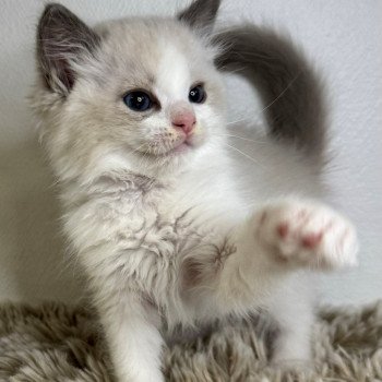 chaton Ragdoll blue point & blanc WVXYZ Chatterie Very Chic Ragdoll