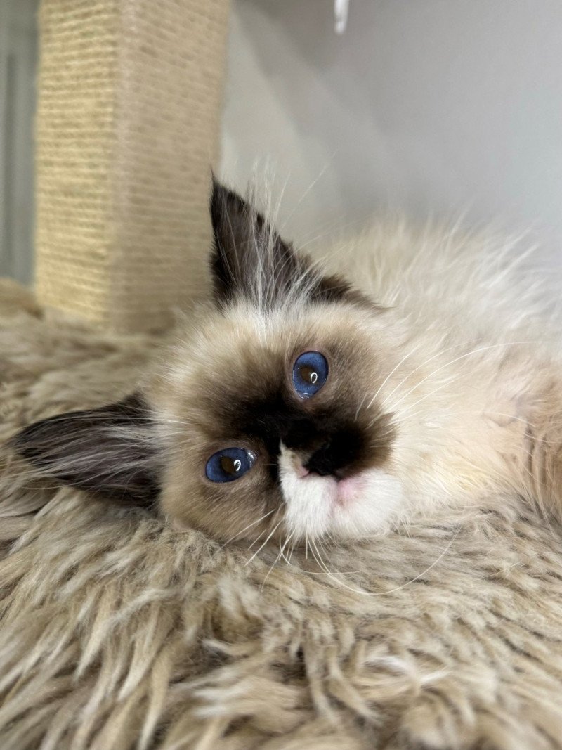 Wallee Very Chic Ragdoll Mâle Ragdoll