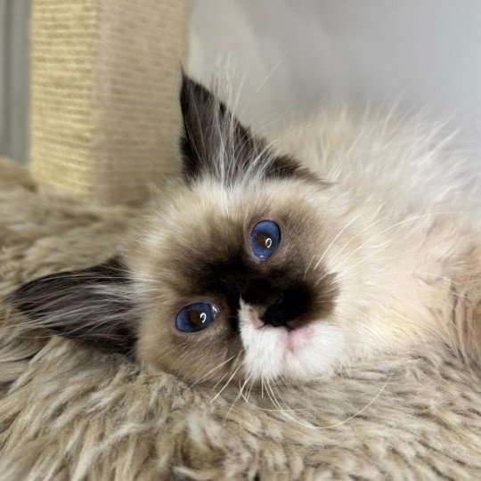 Wallee Very Chic Ragdoll Mâle Ragdoll