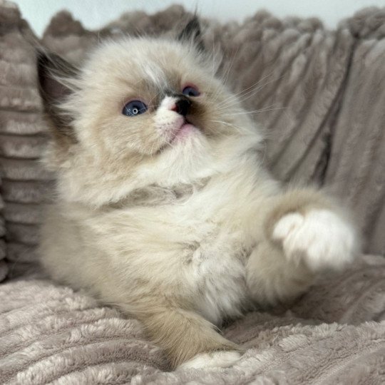 chaton Ragdoll seal point mitted Wally Chatterie Very Chic Ragdoll