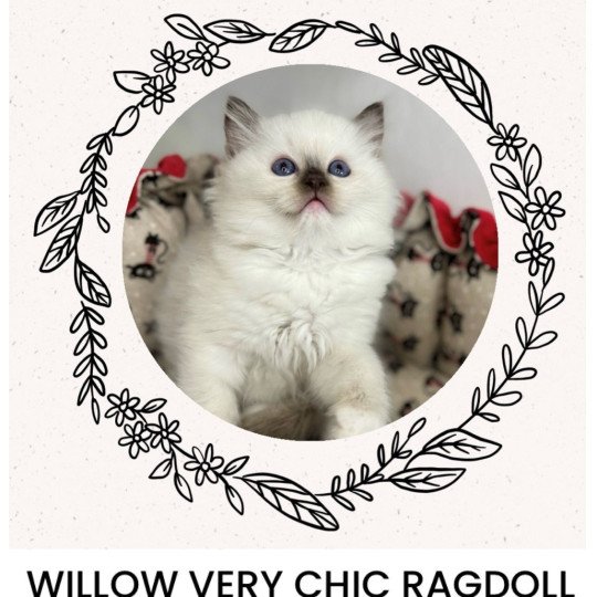 chaton Ragdoll Willow Very Chic Ragdoll Chatterie Very Chic Ragdoll