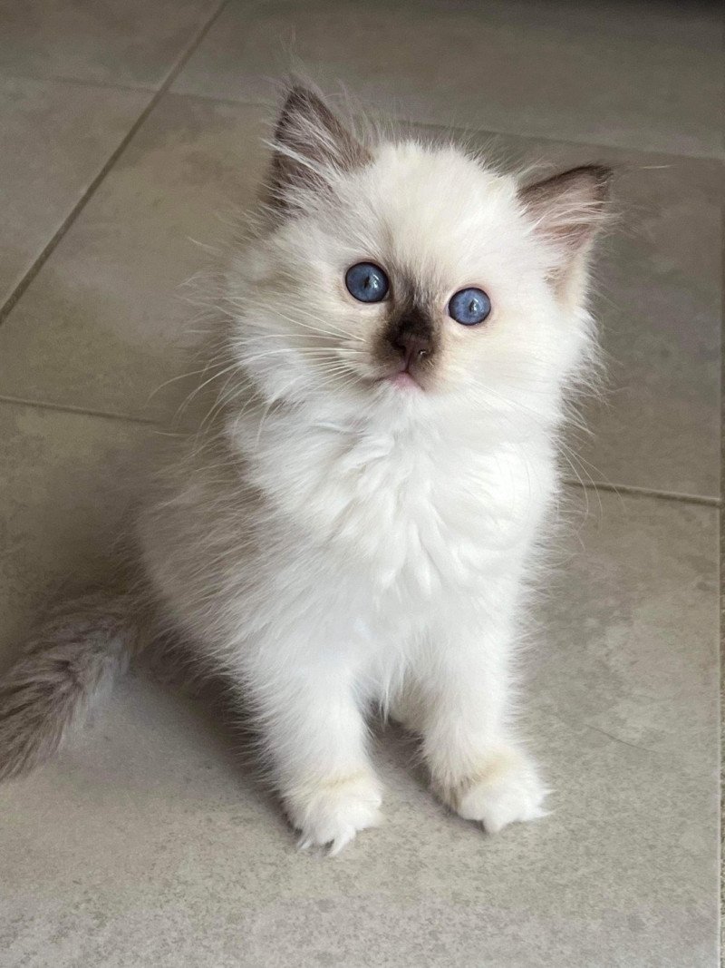 Very Chic Ragdoll Willow Very Chic Ragdoll Femelle Ragdoll