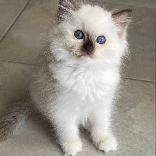 Very Chic Ragdoll Willow Very Chic Ragdoll Femelle Ragdoll