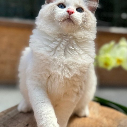 W... Very Chic Ragdoll Mâle Ragdoll