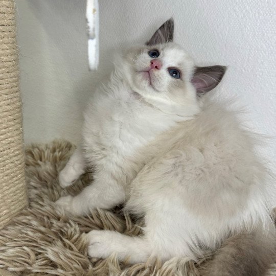 chaton Ragdoll blue point bicolor W... Chatterie Very Chic Ragdoll