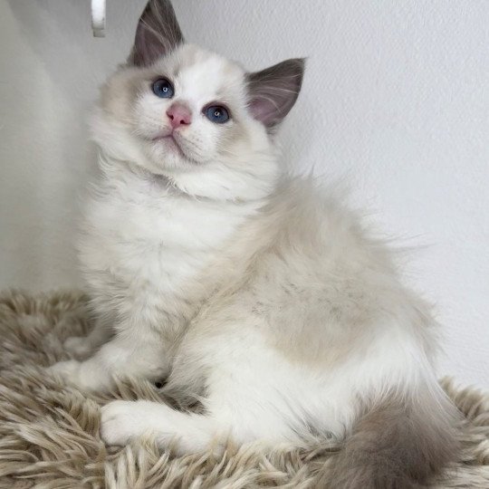 chaton Ragdoll blue point bicolor W... Chatterie Very Chic Ragdoll