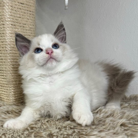 chaton Ragdoll blue point bicolor W... Chatterie Very Chic Ragdoll