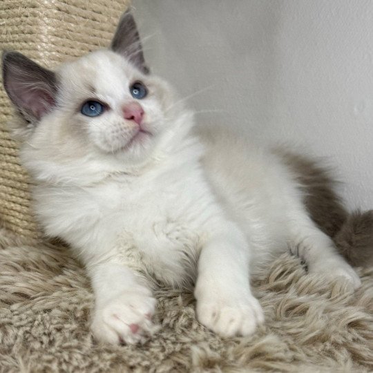 chaton Ragdoll blue point bicolor W... Chatterie Very Chic Ragdoll