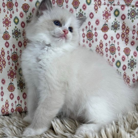 Zoé Very Chic Ragdoll Femelle Ragdoll